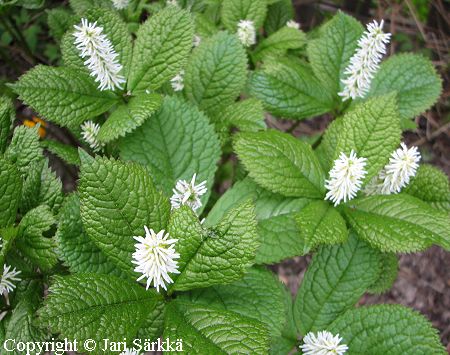  Chloranthus japonicus